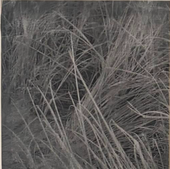 Black and white transfer image of coastal grasses
